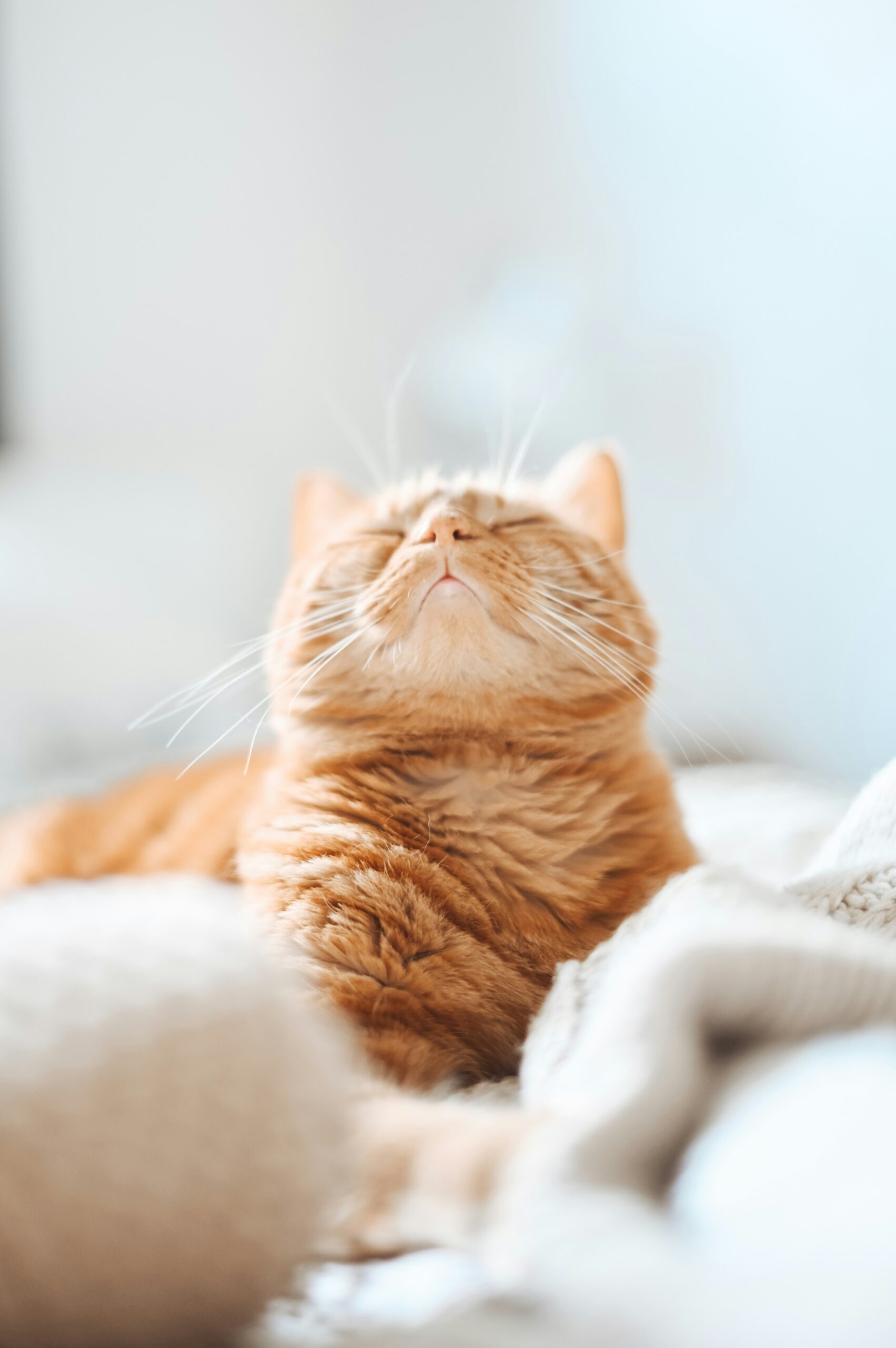 How to Litter Train a Cat: Step-by-Step Guide for Kittens and Adults (Amazing Tips, Trick gaelle marcel qtg 270aa i unsplash (1)